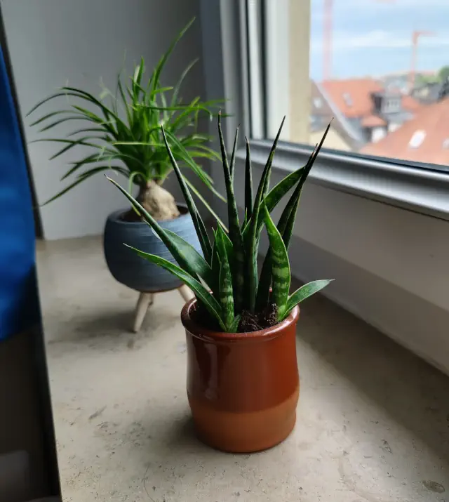 Fernwood Mikado Snake Plant in the foreground with a Ponytail Palm in the background.