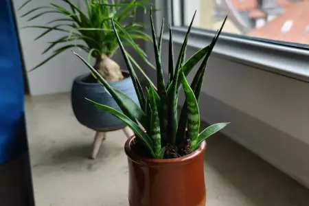 Fernwood Mikado Snake Plant in the foreground with a Ponytail Palm in the background.